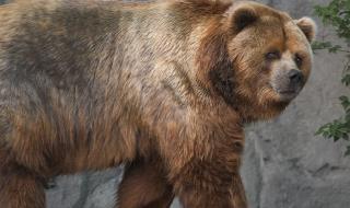 科迪亚克棕熊现存多少只 科迪亚克岛棕熊